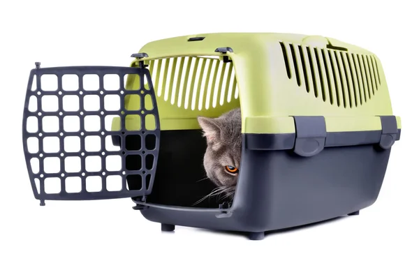 Katze in Transportbox — Stockfoto