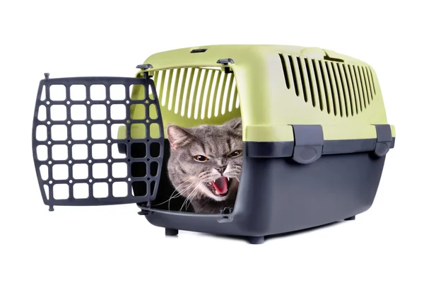 Cat in carrier box — Stock Photo, Image