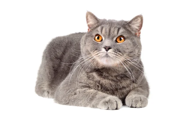 Graue Katze — Stockfoto