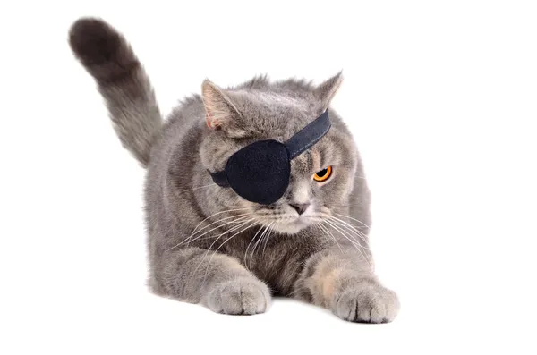 Angry pirate cat — Stock Photo, Image