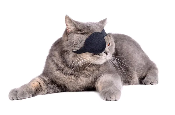 Pirate cat — Stockfoto