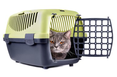 Kutudaki kedi