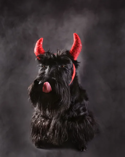 Devil terrier — Stock Photo, Image