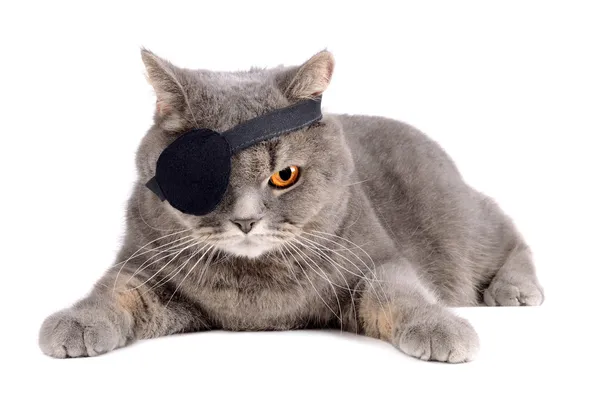 One-Eyed kat — Stockfoto