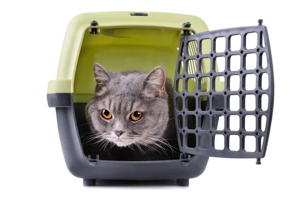 Cat in box — Stock Photo, Image