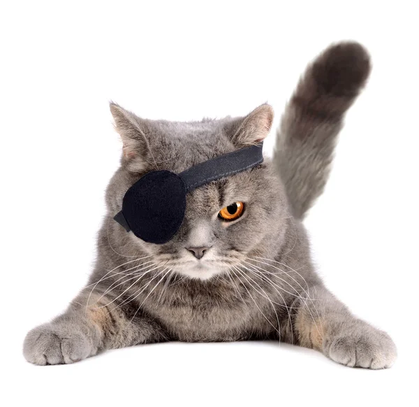 Pirate cat — Stock Photo, Image