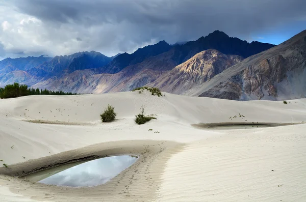 Oásis no deserto — Fotografia de Stock