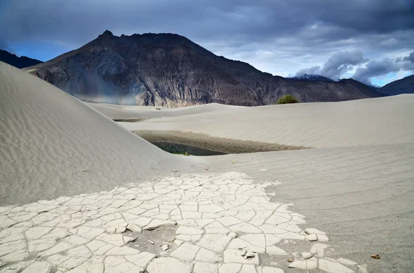 Desert in nubra vallei — Stockfoto