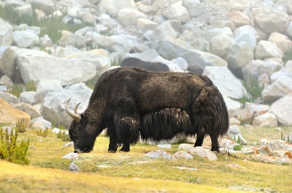 Yak tibétain — Photo