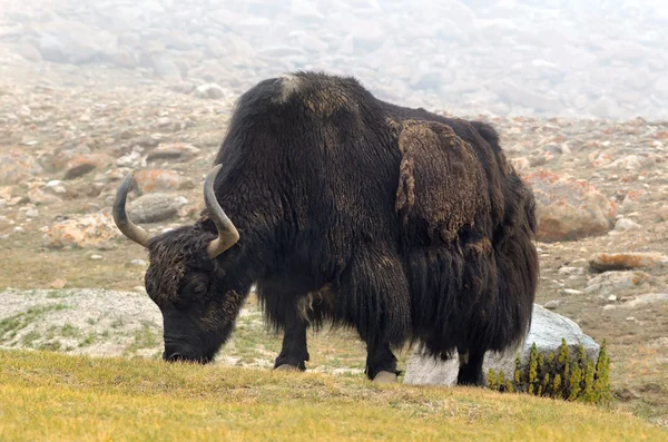 Tibetských jaků — Stock fotografie