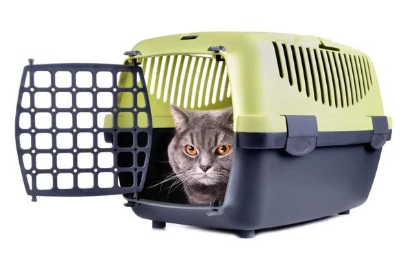 Transportbox mit Katze — Stockfoto