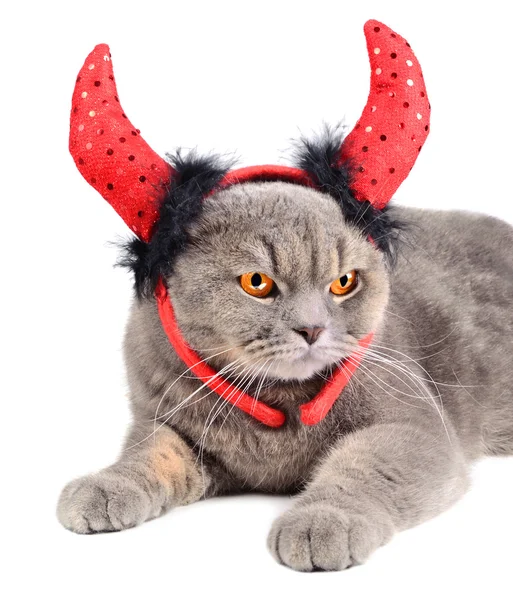 Devil cat — Stock Photo, Image