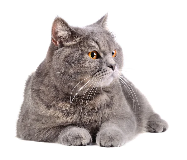 Серый кот — стоковое фото