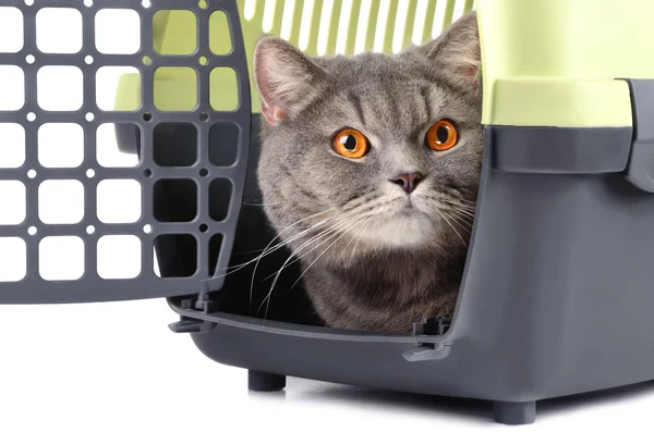 Kutudaki kedi