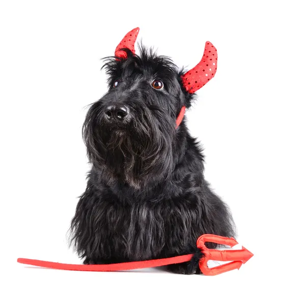 Cane del diavolo — Foto Stock