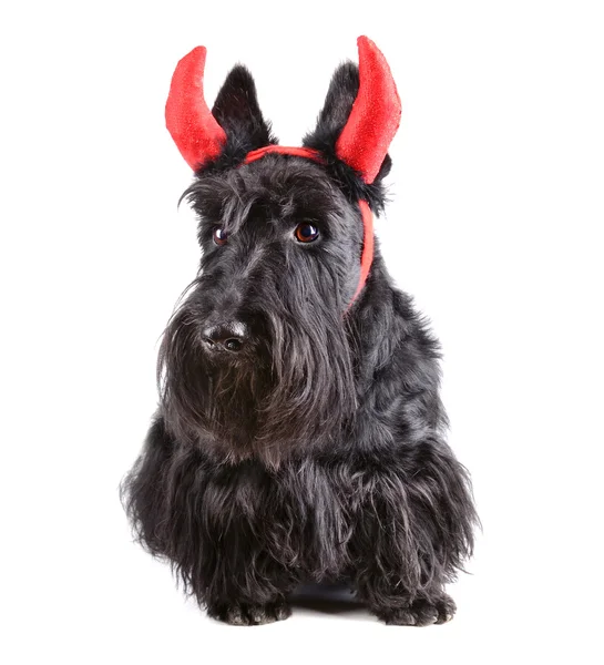Cane del diavolo — Foto Stock