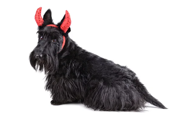 Devil Scotch Terrier — Stockfoto