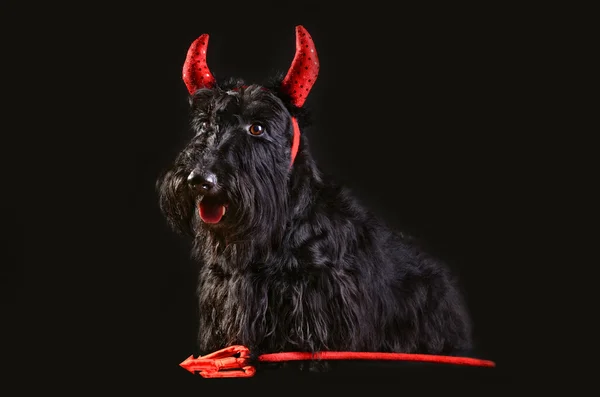 Devil dog — Stock Photo, Image