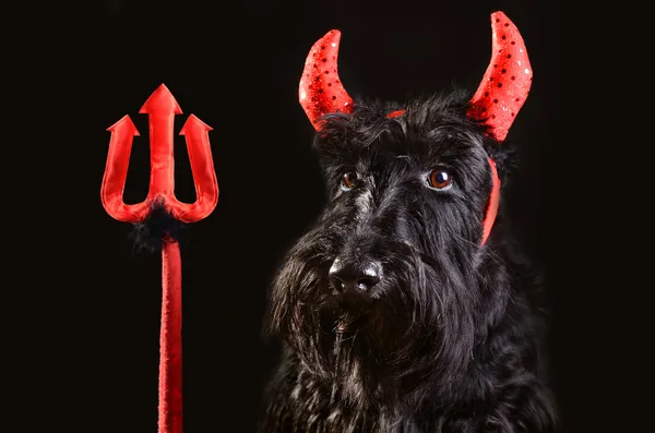 Devil dog — Stock Photo, Image