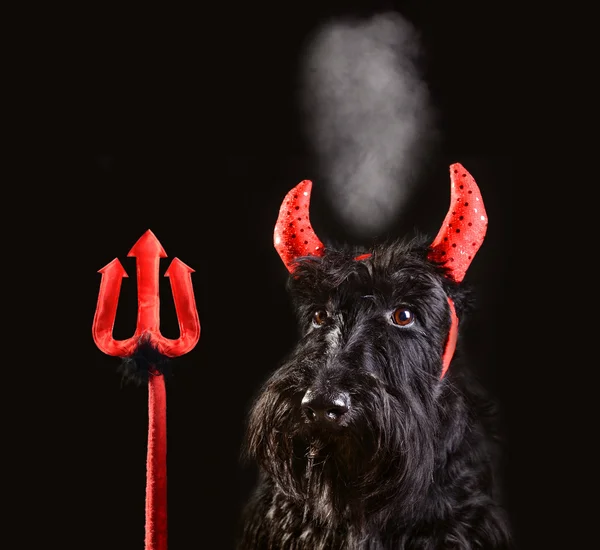 Devil dog — Stock Photo, Image