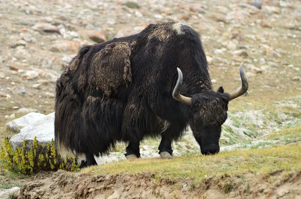 Tibetan yak on pasture — Stock Photo, Image