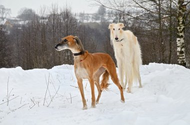iki av köpekleri