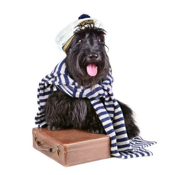 Captain dog — Stock Photo, Image