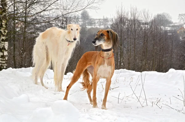 Lovečtí psi na sněhu — Stock fotografie