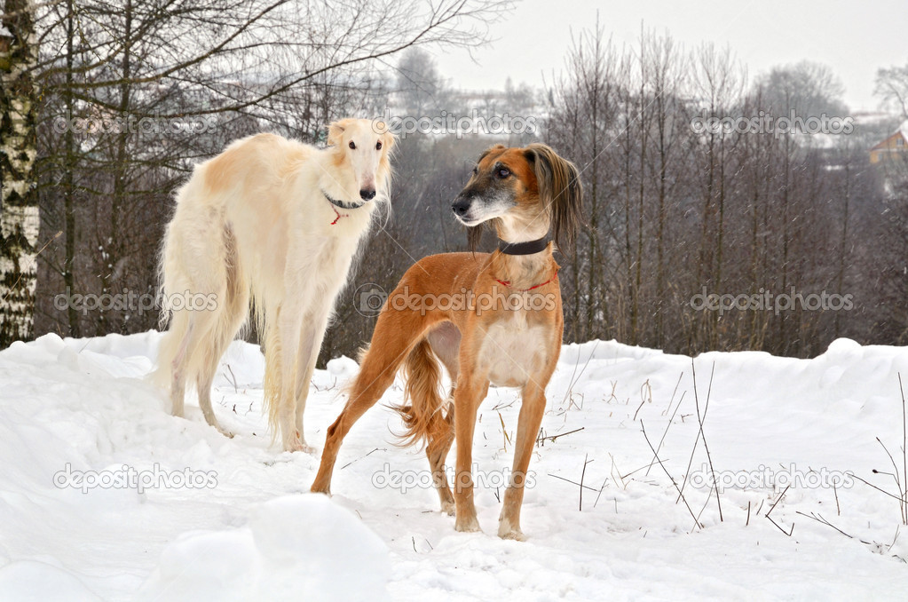 Hunting dogs on snow