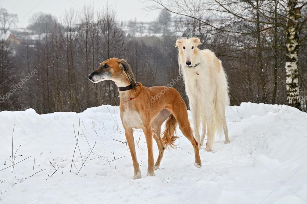 Two hunting dogs