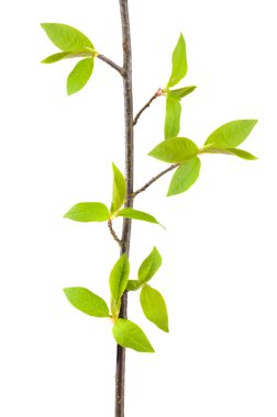 Genç bahar yaprakları