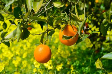 Ağaçtaki portakallar