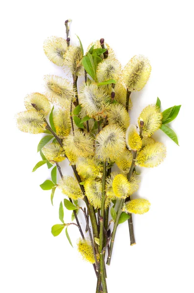 Blossoming willow — Stock Photo, Image