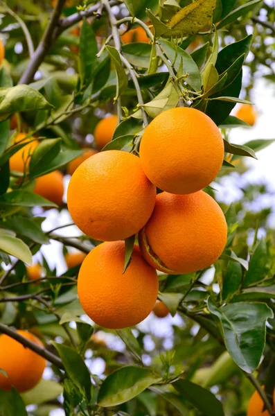 Naranjas en un árbol — Foto de Stock