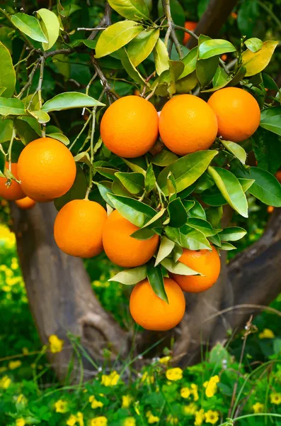 Sinaasappelen op een boom — Stockfoto