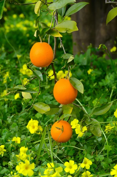 Naranjas en un árbol —  Fotos de Stock