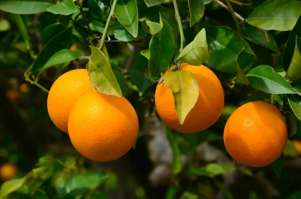 Naranjas en un árbol —  Fotos de Stock