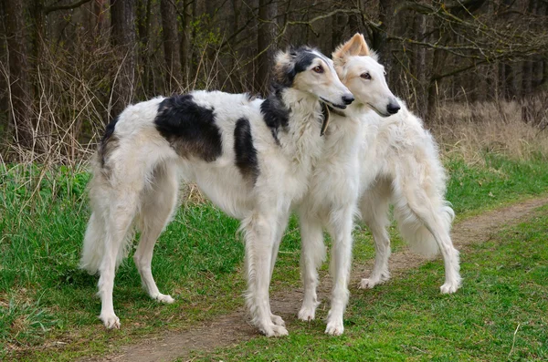 Dois cães lobos russos — Fotografia de Stock