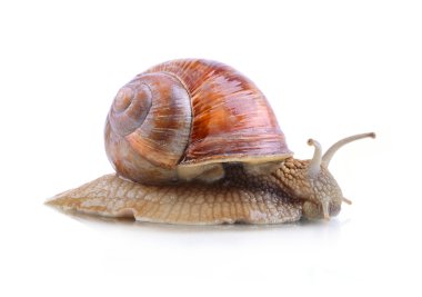 Helix aspersa salyangoz