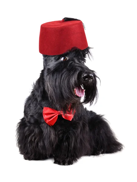 Dog in fez — Stock Photo, Image