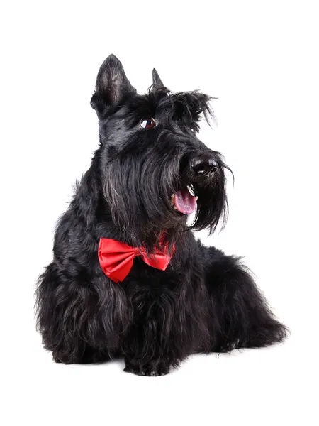 Hond in bow tie — Stockfoto