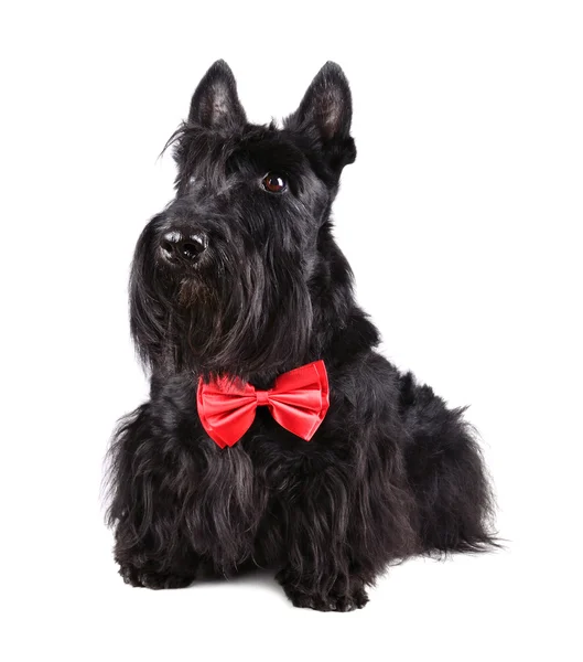 Hond in bow tie — Stockfoto