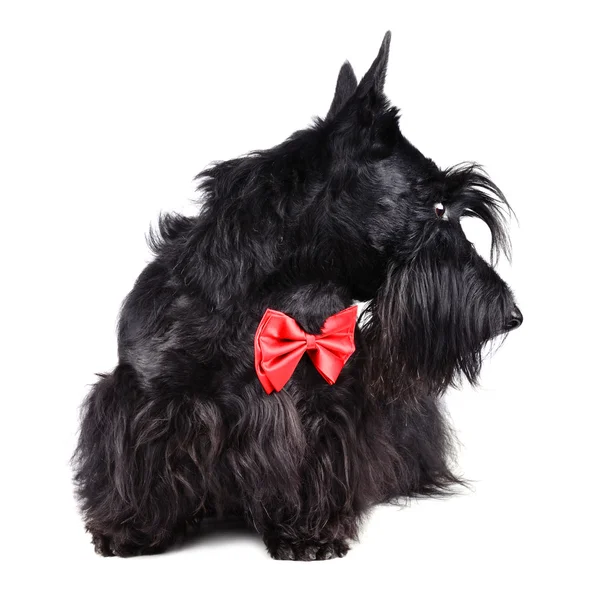 Dog in red tie — Stock Photo, Image