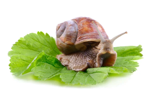 大花园蜗牛 — 图库照片