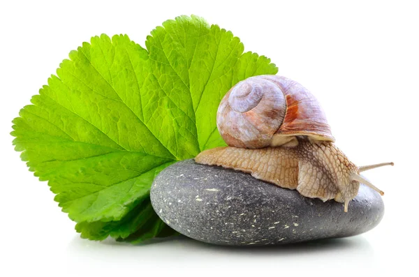 在石头上的蜗牛 — 图库照片