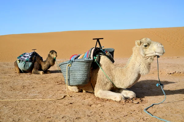 Two camels — Stock Photo, Image