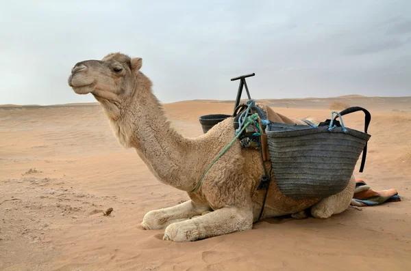 Vit kamel — Stockfoto