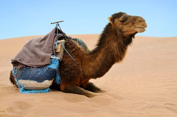 Reasting camel — Stock Photo, Image