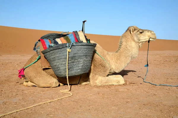 White dromedary — Stock Photo, Image