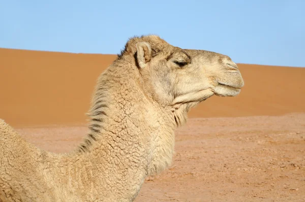 Portrait of white camel — Stock Photo, Image